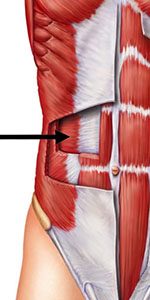 exercices abdominaux transverses