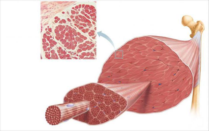 types de fibres musculaires